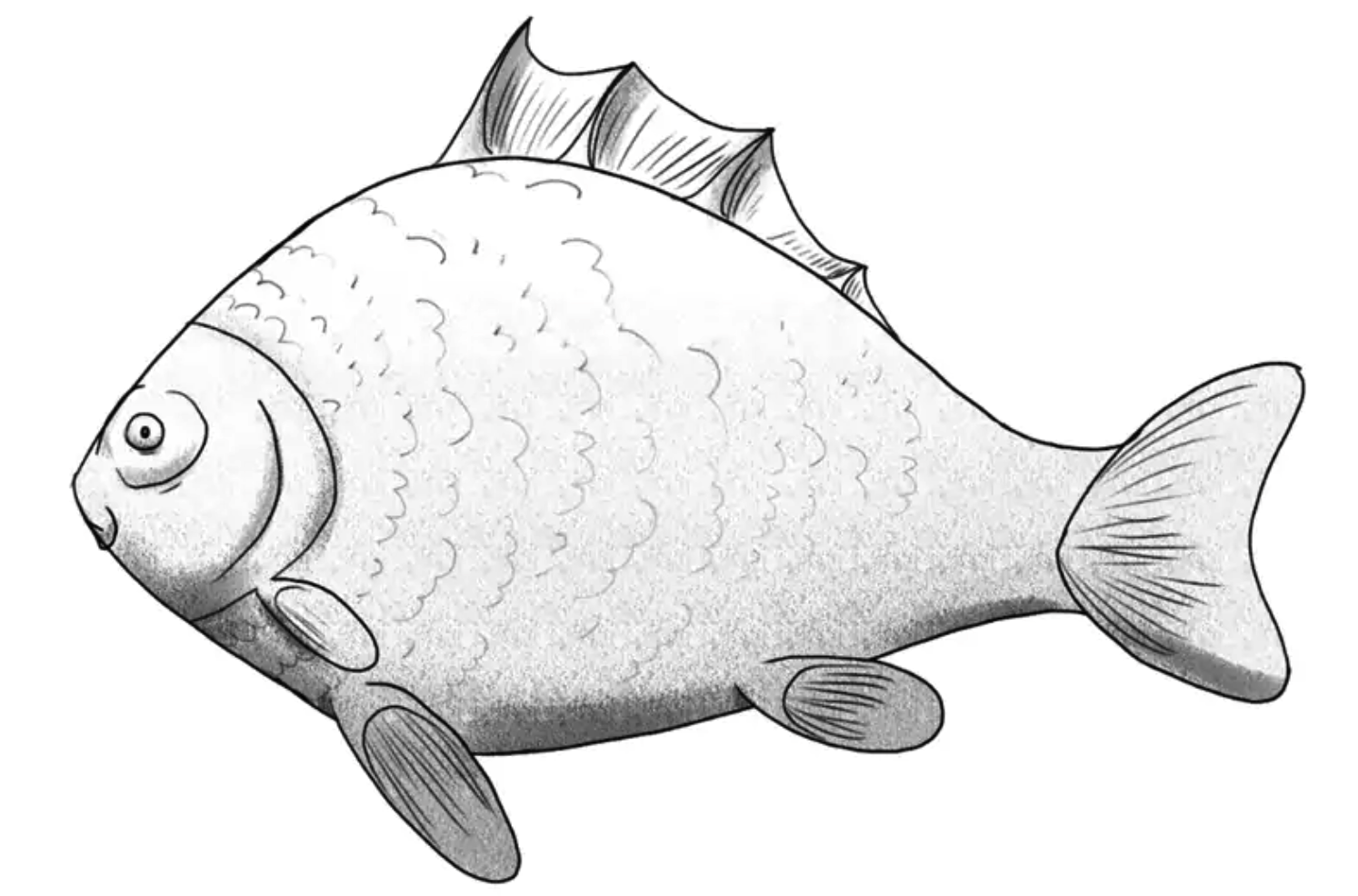 鱼类绘画教程第6步插图1 - Step 6: Shade Your Fish Drawing - add realistic shading to your fish drawing