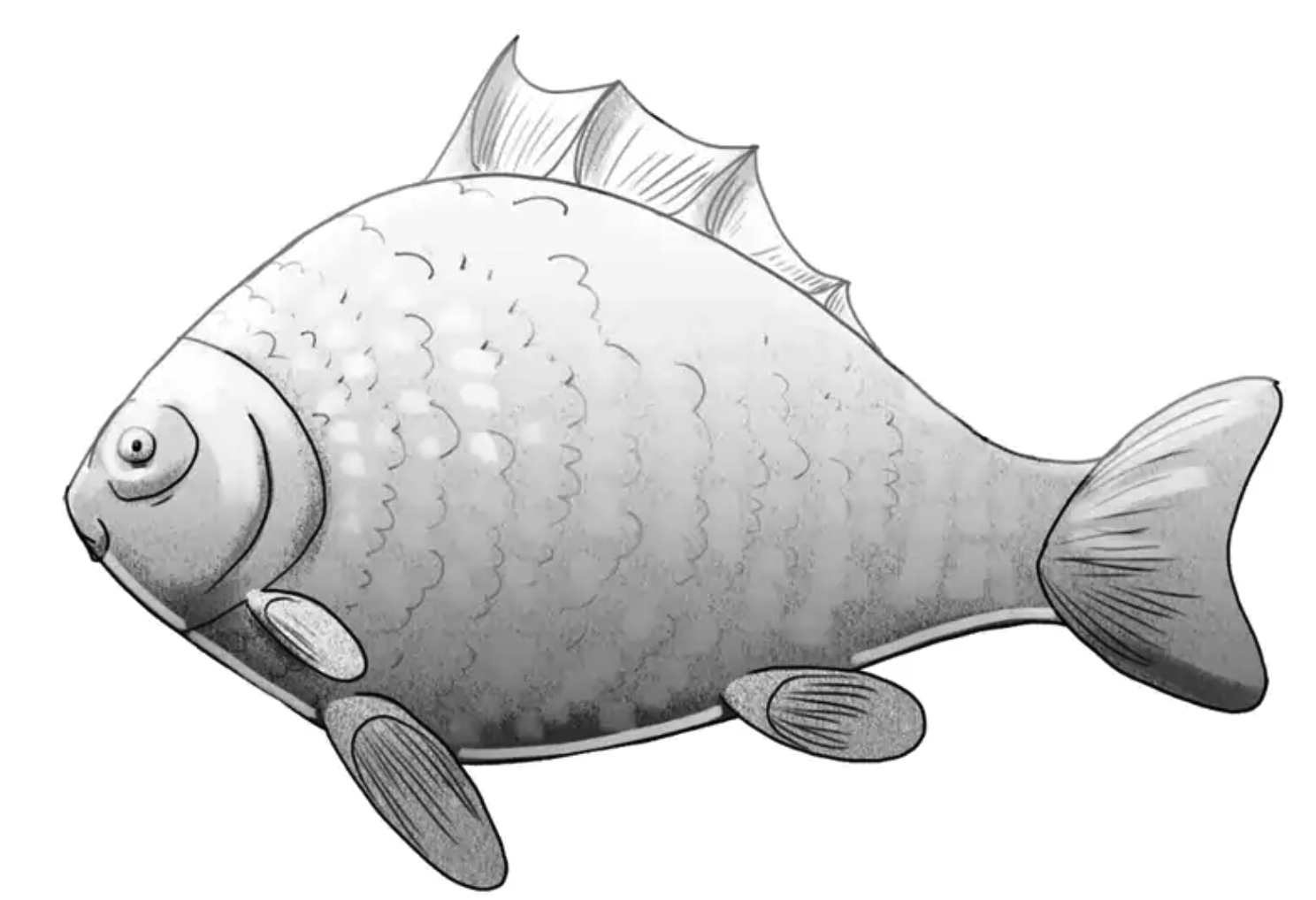鱼类绘画教程第6步插图2 - Step 6: Shade Your Fish Drawing - add realistic shading to your fish drawing
